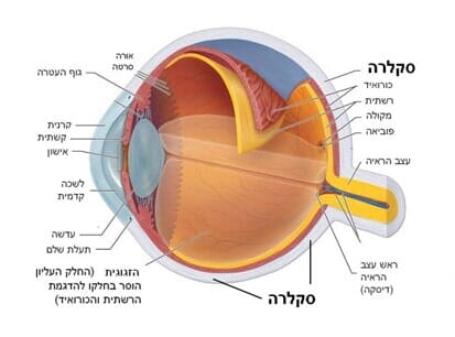 סקלרה